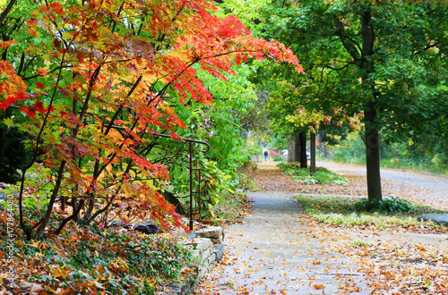 Fototapeta Naklejka Na Ścianę i Meble -  Autumn in a city background. Amazing fall landscape in a small town with bright colors Japanese maple tree on a foreground and street view in shallow depth of field during rainy day.