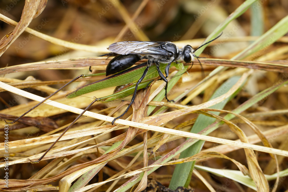 Image of Great Black Wasp (Sphex pensylvanicus) going to eat grasshopper. Insect Animal Image of Great Black Wasp (Sphex pensylvanicus) going to eat grasshopper. Insect Animal