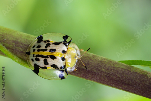 Image of Spotted Tortoise Beetle (Aspidomorpha millaris) on branches. Insect Animal