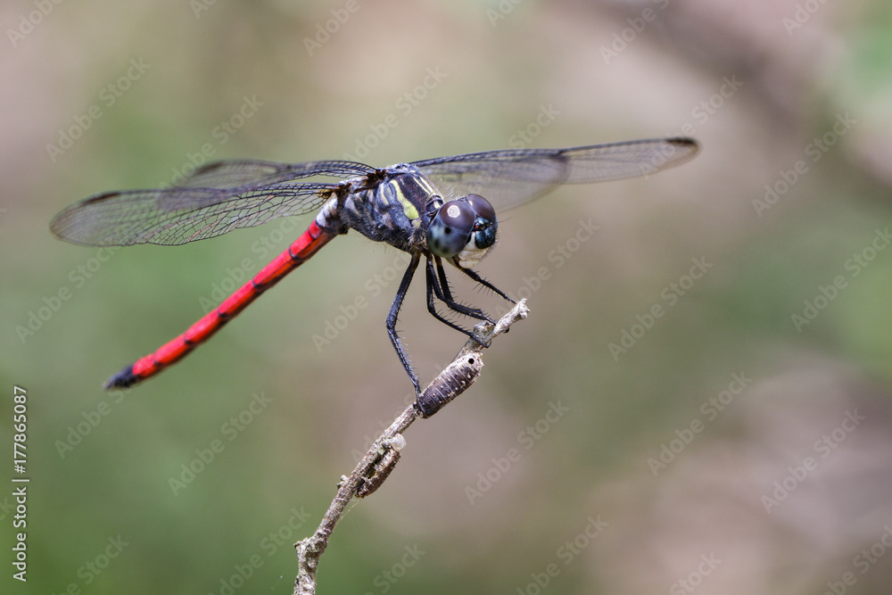 Image of an Asiatic Blood Tail dragonfly(Lathrecista asiatica) on a tree branch. Insect. Animal. Image of an Asiatic Blood Tail dragonfly(Lathrecista asiatica) on a tree branch. Insect. Animal.