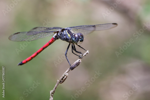 Image of an Asiatic Blood Tail dragonfly(Lathrecista asiatica) on a tree branch. Insect. Animal. © yod67