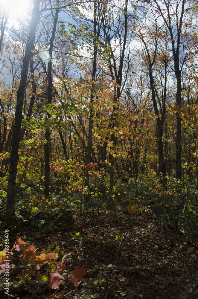 Sunlight in the Woods