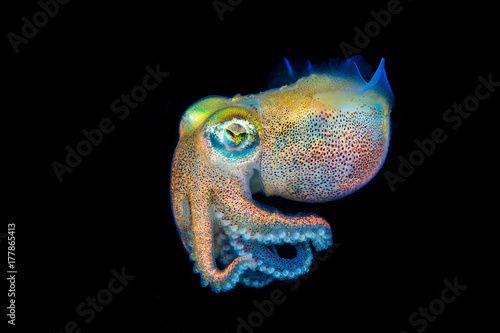 Brightly colored stubby squid swimming