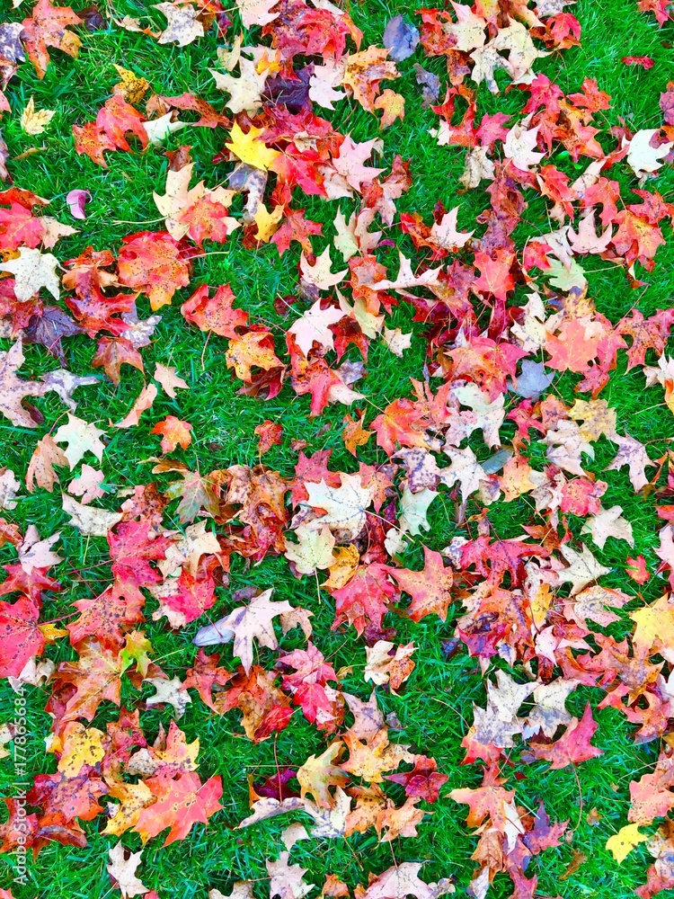 Colorful autumn leaves Colorful autumn leaves