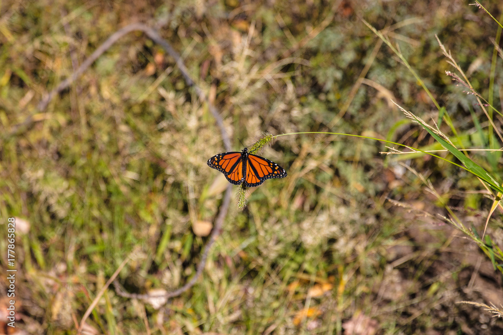 Monarch Monarch