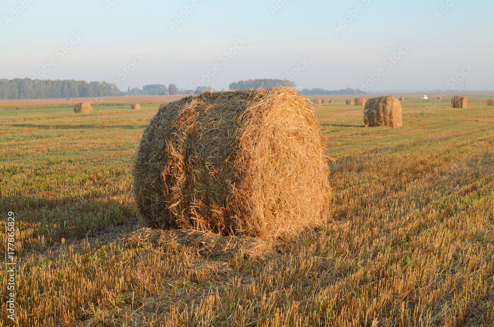 rolls of hay in field.