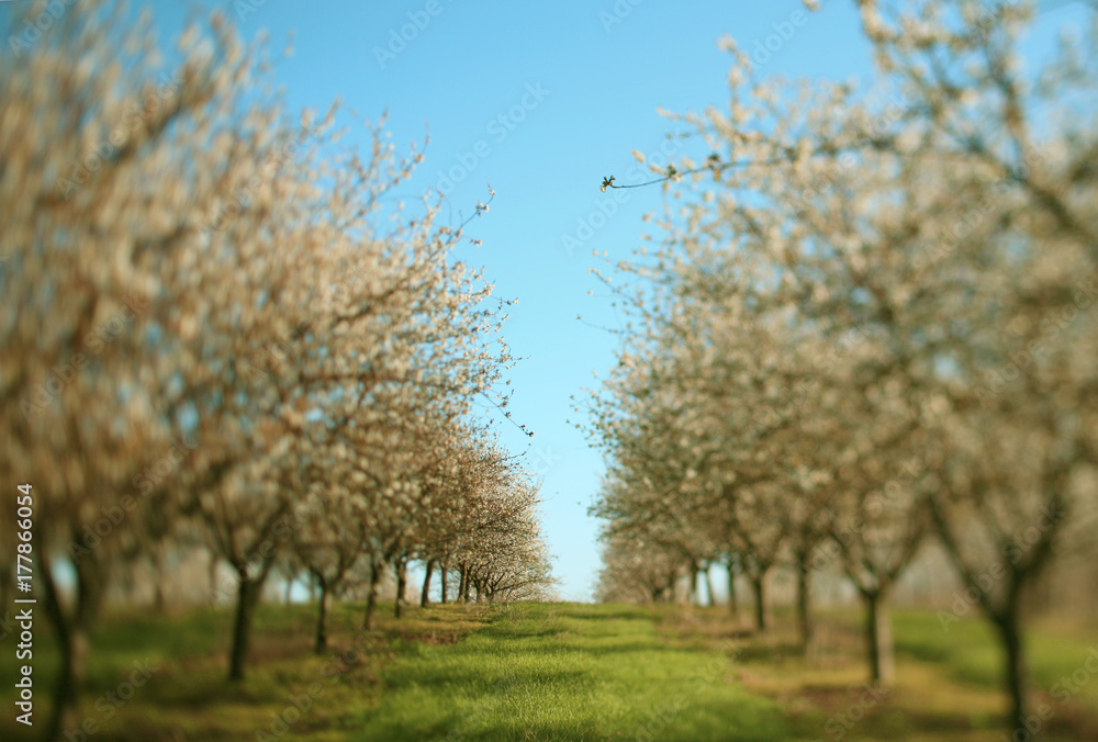 A Beautiful Apple Orchard On A Sunny Spring Day A Beautiful Apple Orchard On A Sunny Spring Day