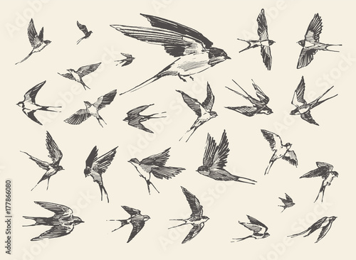 flock birds flying swallows drawn vector sketch photo
