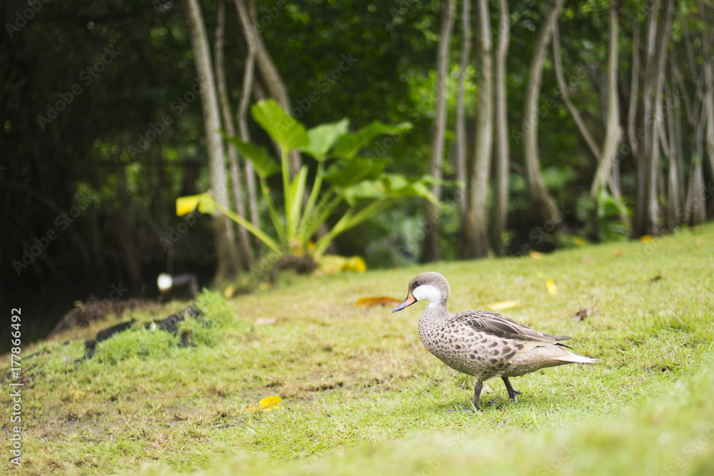 Pintail is sitting in the green grass. Water bird in the meadow. A beautiful animal in the nature habitat Pintail is sitting in the green grass. Water bird in the meadow. A beautiful animal in the nature habitat