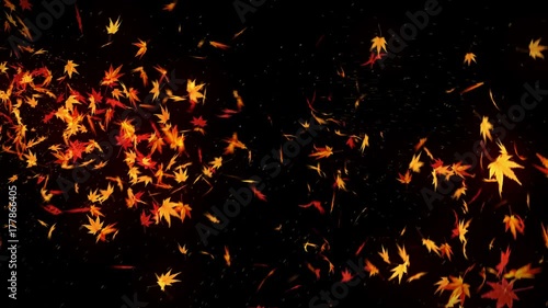紅葉 モミジ 舞う 落葉 黒背景 ループ