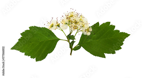 Pressed and dried delicate flower viburnum, isolated