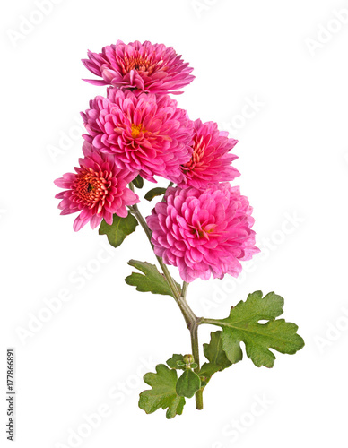 Stem with many pink flowers of a fall chrysanthemum isolated