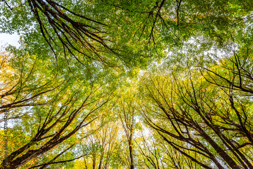 Ttree crowns in forest Ttree crowns in forest