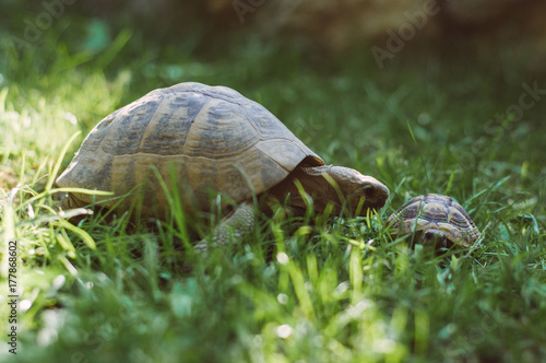 Fényképezés Small and big turtle in grass