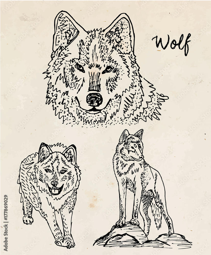 Fototapeta premium Beautiful illustration of wolf on vintage background