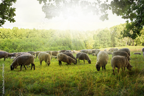 a herd of sheep grazes on a meadow among trees