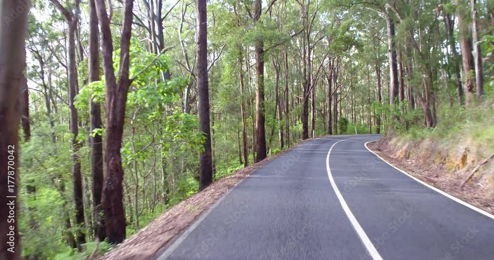 driving on rainforest road drivers POV driving on rainforest road drivers POV