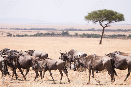 wildebeest in Masai Mara National Park in Kenya Africa