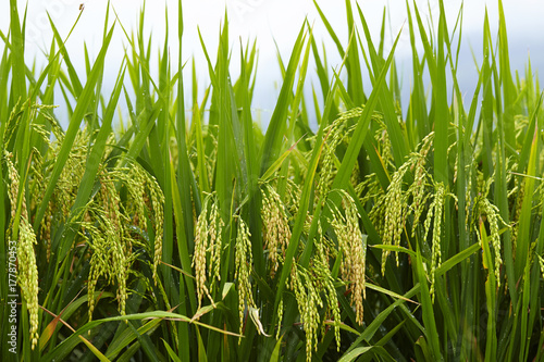 rice paddy in summer photo