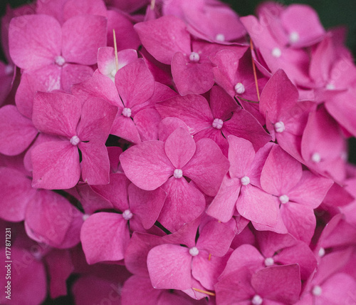 Extreme close up of pink Hydrangea cluster flower photo