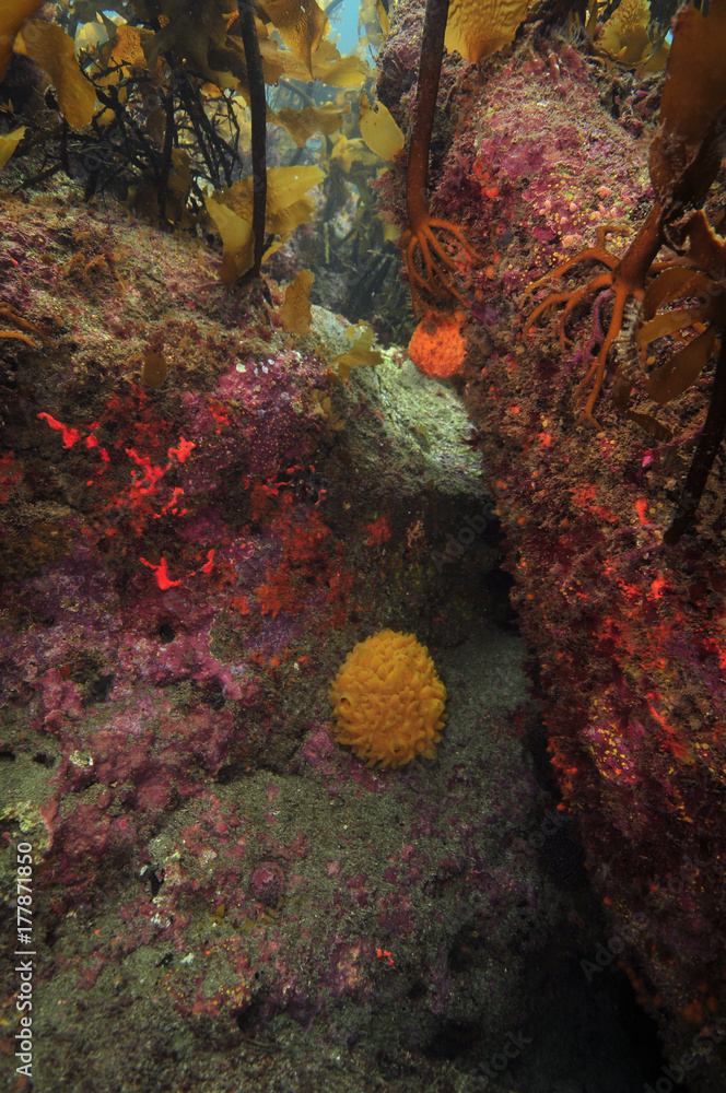 Colourful sponges and other invertebrates on rock walls under kelp forest canopy.
