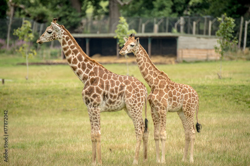 Fototapeta Naklejka Na Ścianę i Meble -  Giraffe Majestic Animals