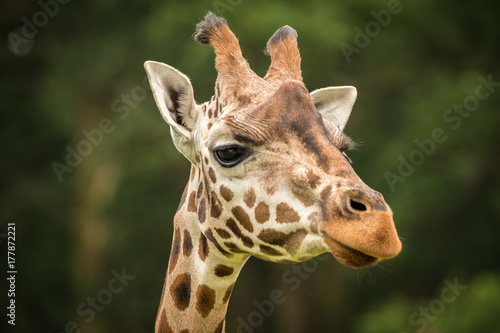Giraffe Majestic Animals © Sussex Media