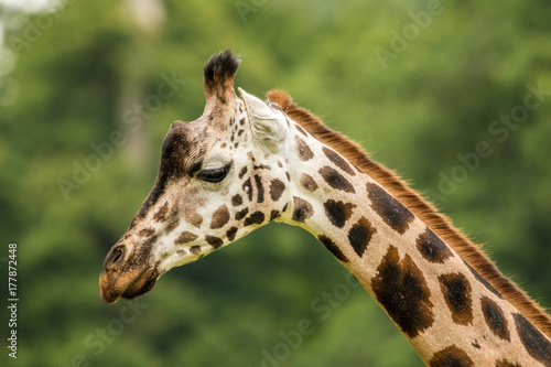Giraffe Majestic Animals