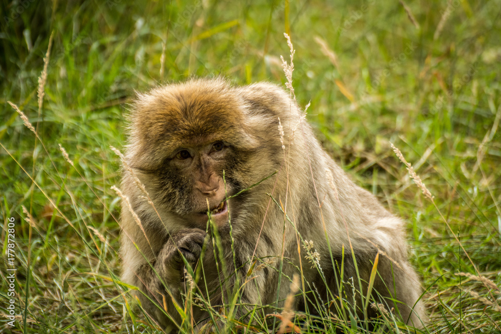 Baby Monkey In The Wild Baby Monkey In The Wild