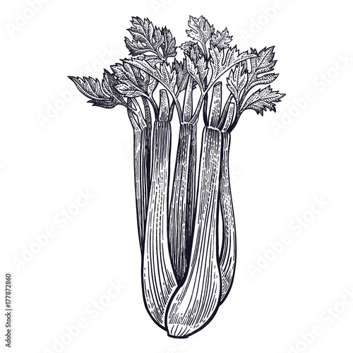Celery vintage engraving.