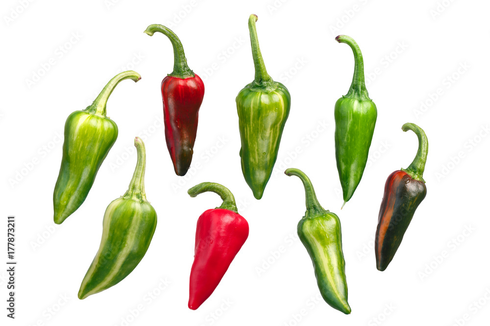 Fish chile peppers C. annuum, paths Fish chile peppers C. annuum, paths