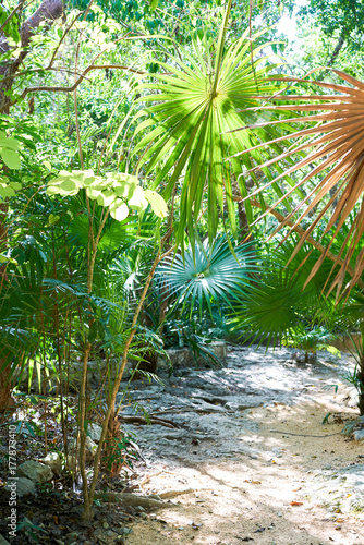 Riviera maya rainforest jungle Mexico
