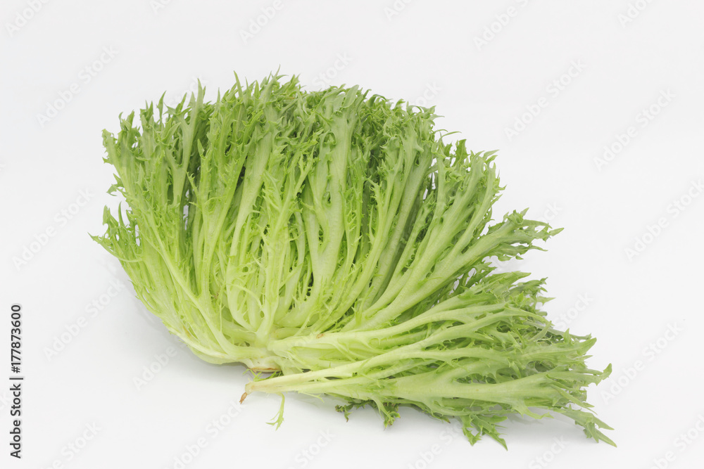 Green tone lollo lettuce on isolated white background Green tone lollo lettuce on isolated white background