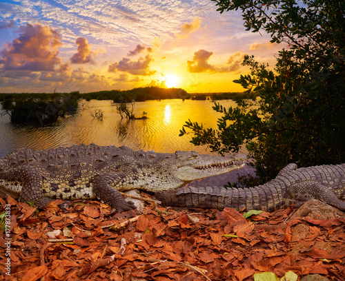 Crocodile Mexico Riviera Maya photomount photo