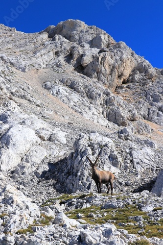 Ibex in front of a big mountain