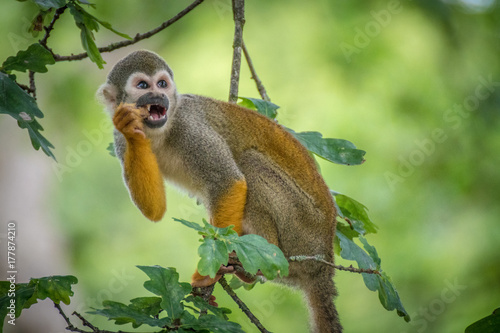 Baby Monkey In The Wild © Sussex Media