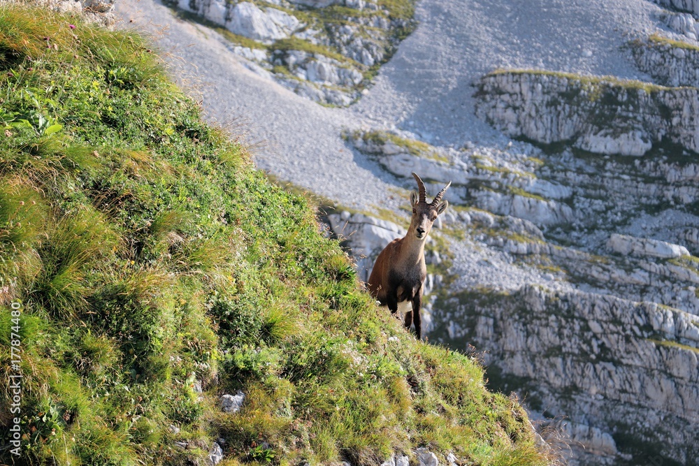 Ibex looking at me,whats happening, Slovenia Ibex looking at me,whats happening, Slovenia