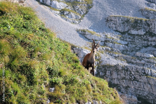 Ibex looking at me,whats happening, Slovenia