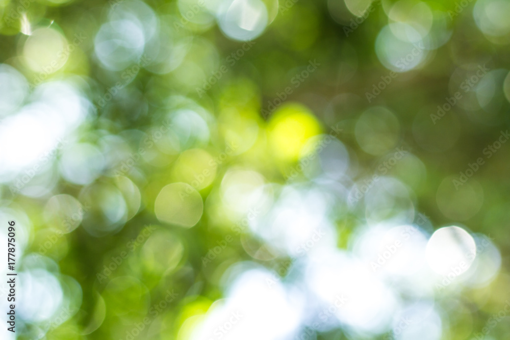 Fototapeta premium Green bokeh