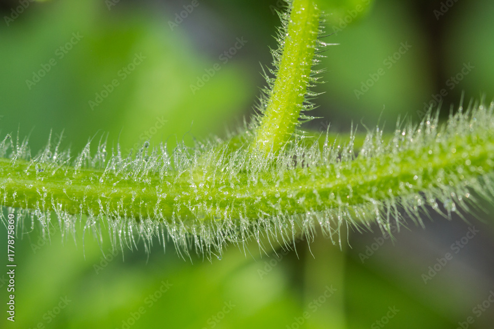 Close-up view of water droplets on biennial plants. Close-up view of water droplets on biennial plants.