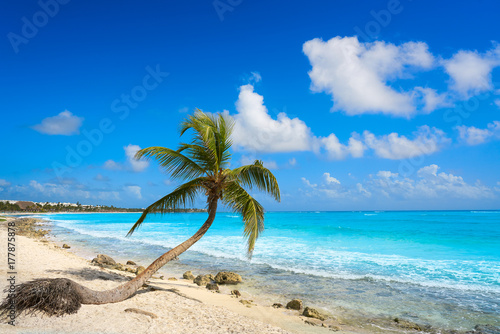 Fototapeta Naklejka Na Ścianę i Meble -  Akumal coconut palm tree beach Riviera Maya