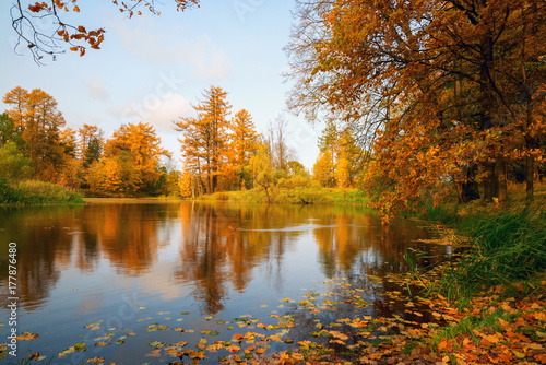 Autumn forest landscape - a pond with fallen dry leaves
