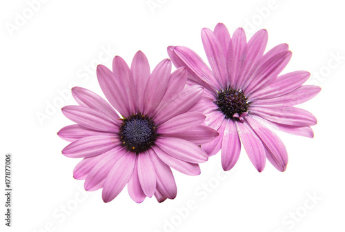 Fototapeta Naklejka Na Ścianę i Meble -  Violet Pink Osteosperumum Flower Daisy