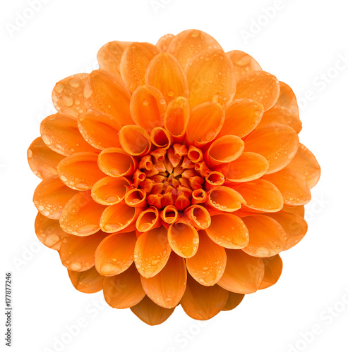 Orange yellow Dahlia flower with water drops on petals after rain, top view. Isolated on white background.