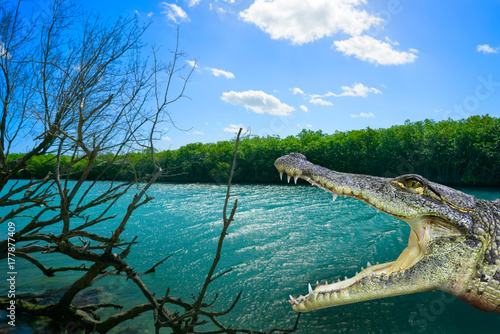 Cancun crocodile photomount at lagoon photo