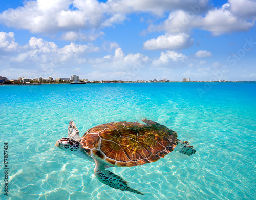 Cancun beach turtle photomount in Mexico