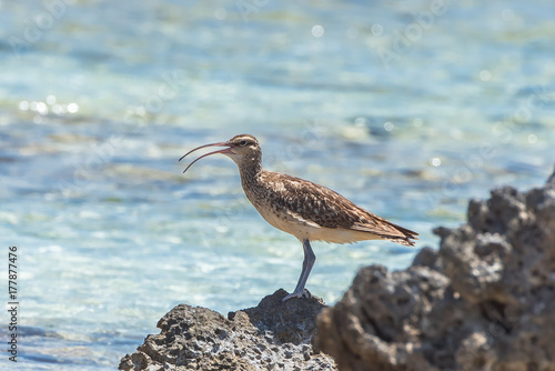 bristle-thighed curlew, curlew, sea bird on the shore in Pacific ocean
 photo