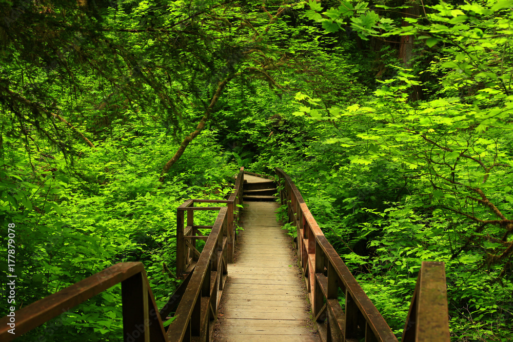 a picture of an Pacific Northwest forest trail a picture of an Pacific Northwest forest trail
