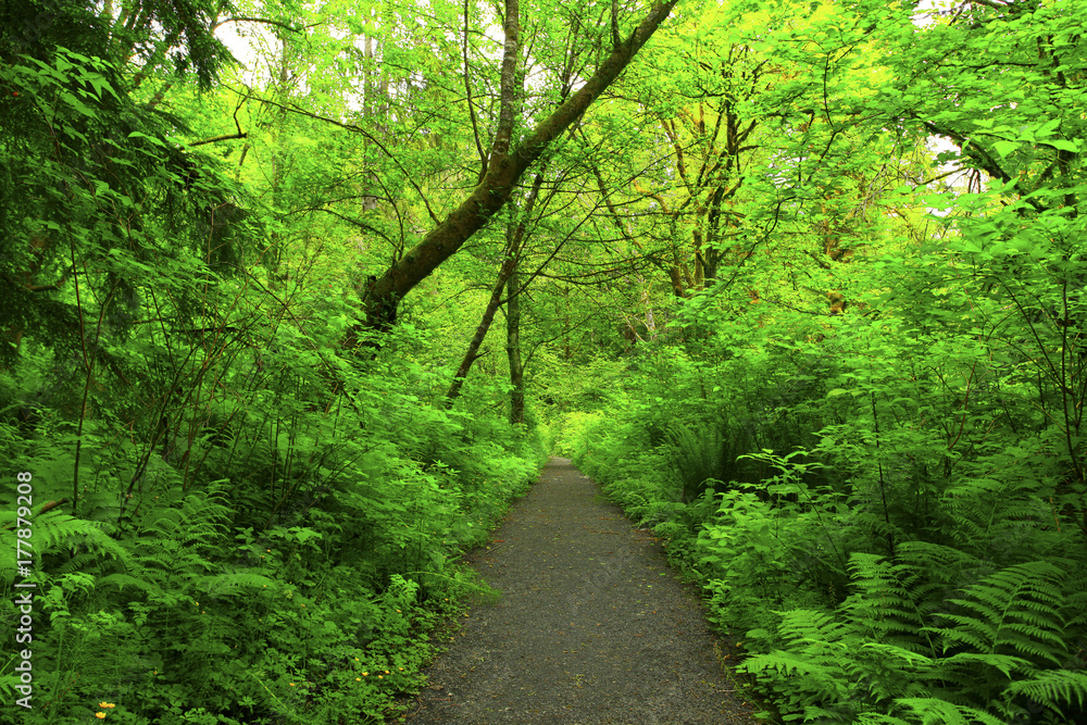 Fototapeta premium a picture of an Pacific Northwest forest trail