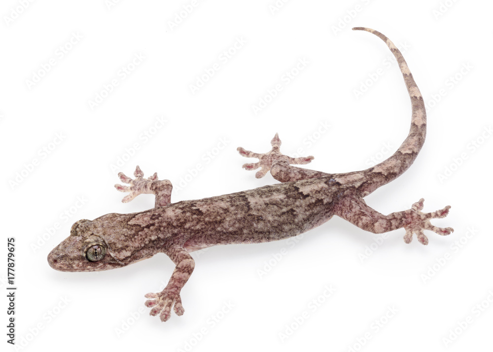 Naklejka premium Gecko